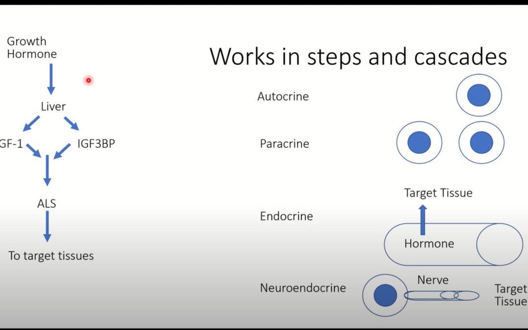 Endocrine Basics