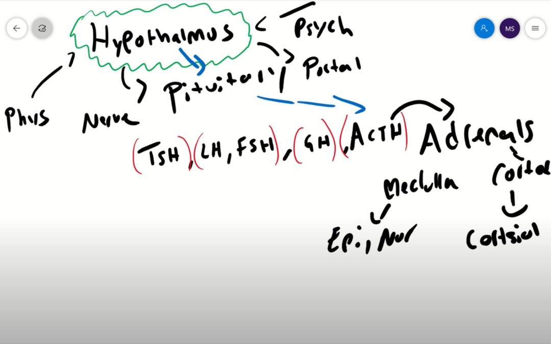 Endocrine: Hypothalamus and Pituitary