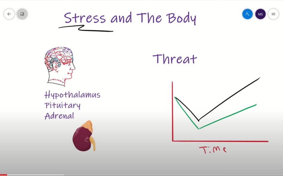 Stress and The Body: Messing With Your Gains?