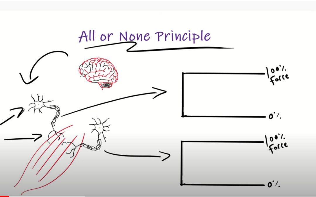 Neuromuscular Adaptations: Some basics we should know