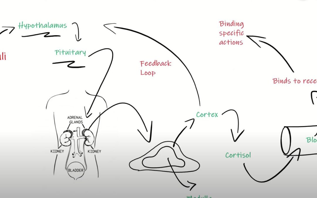 Endocrine System: Making sense of it