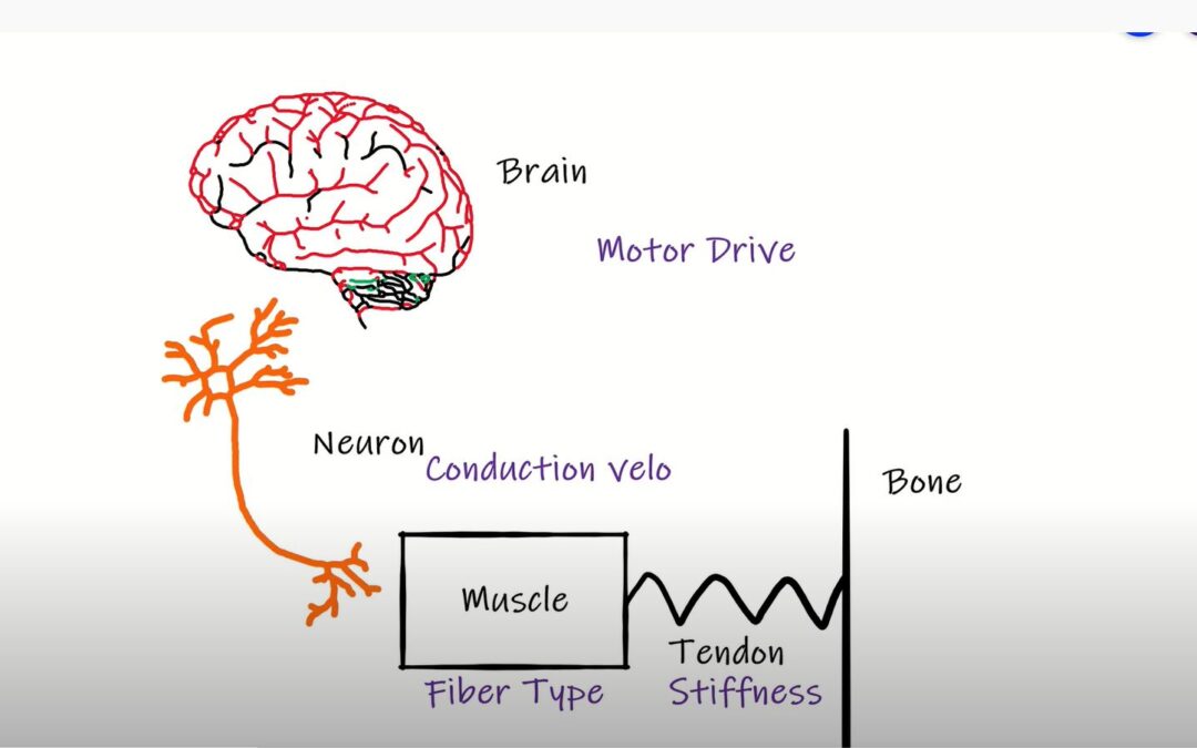 How Movement Happens: Electrical and Mechanical Delay