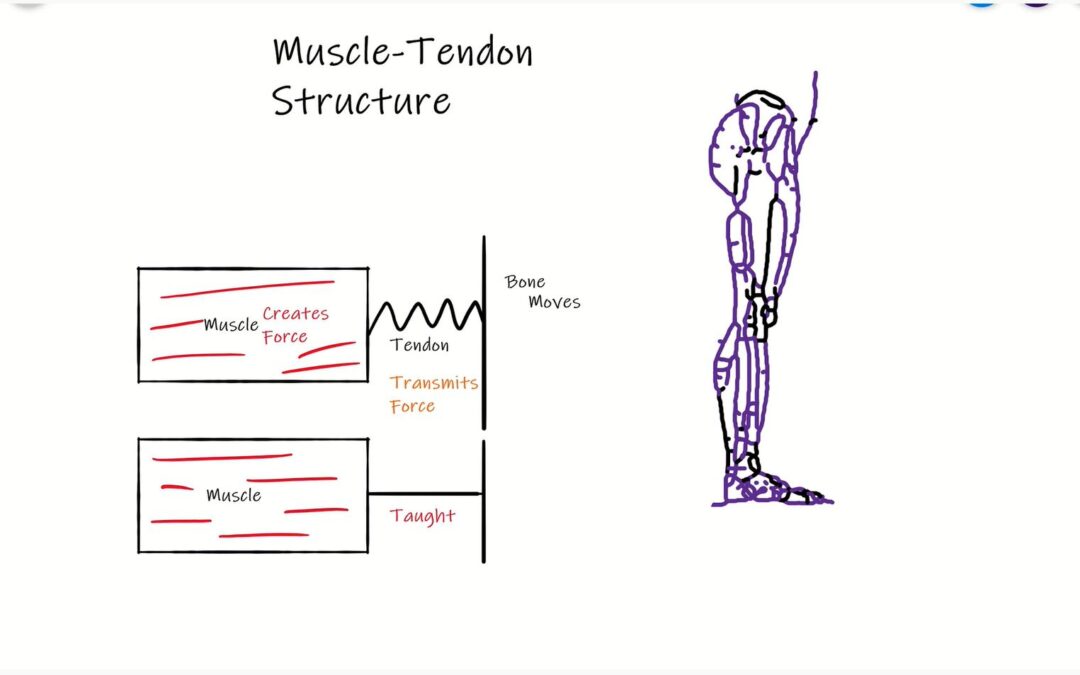 Muscle Tendon Unit: Break down