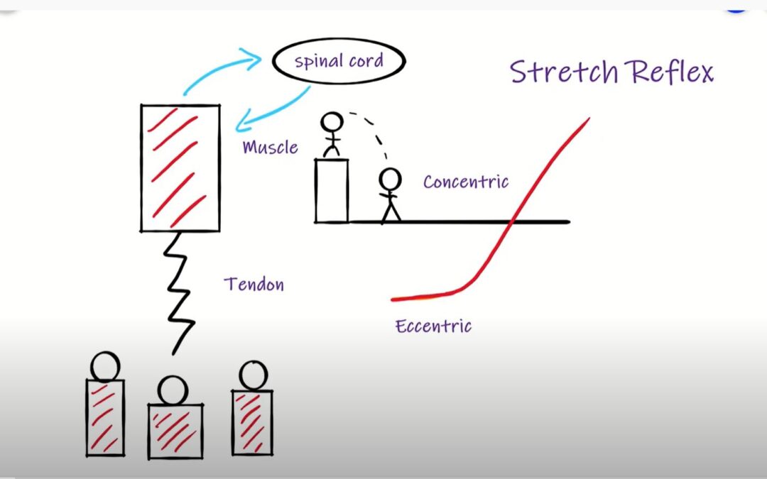 Stretch Reflex and Muscle Tendon Unit: Putting it together