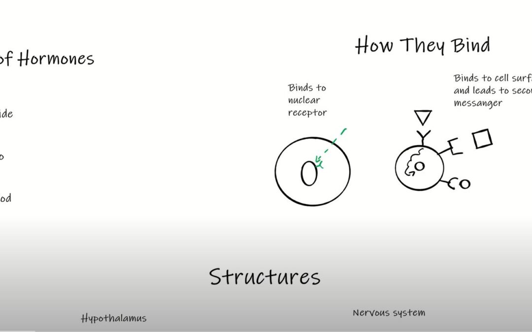 Endocrine Part (III): Glands, binding and types