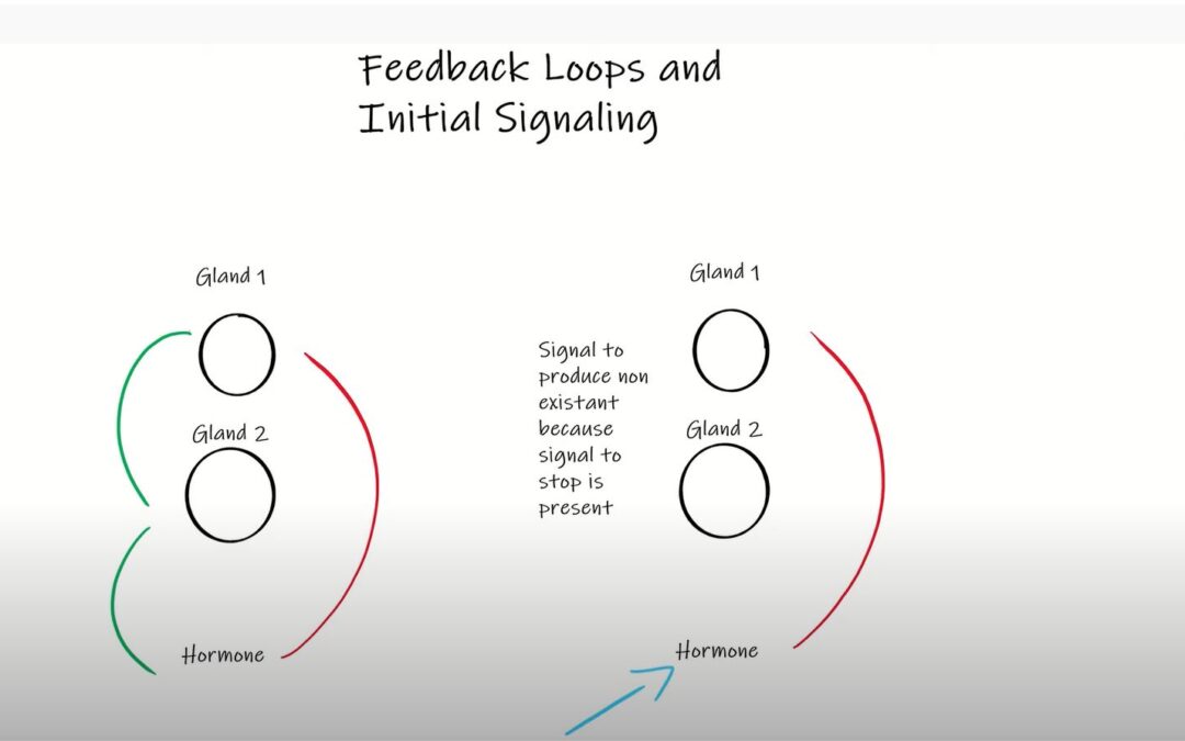 Endocrine System (Part II): Feedback Loops