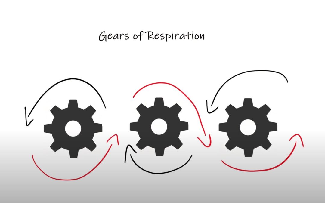 The Gears Of Respiration: Integrative Physiology