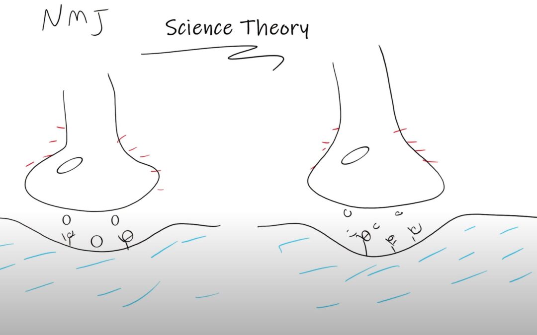 Science and Theory: Neuromuscular Junction