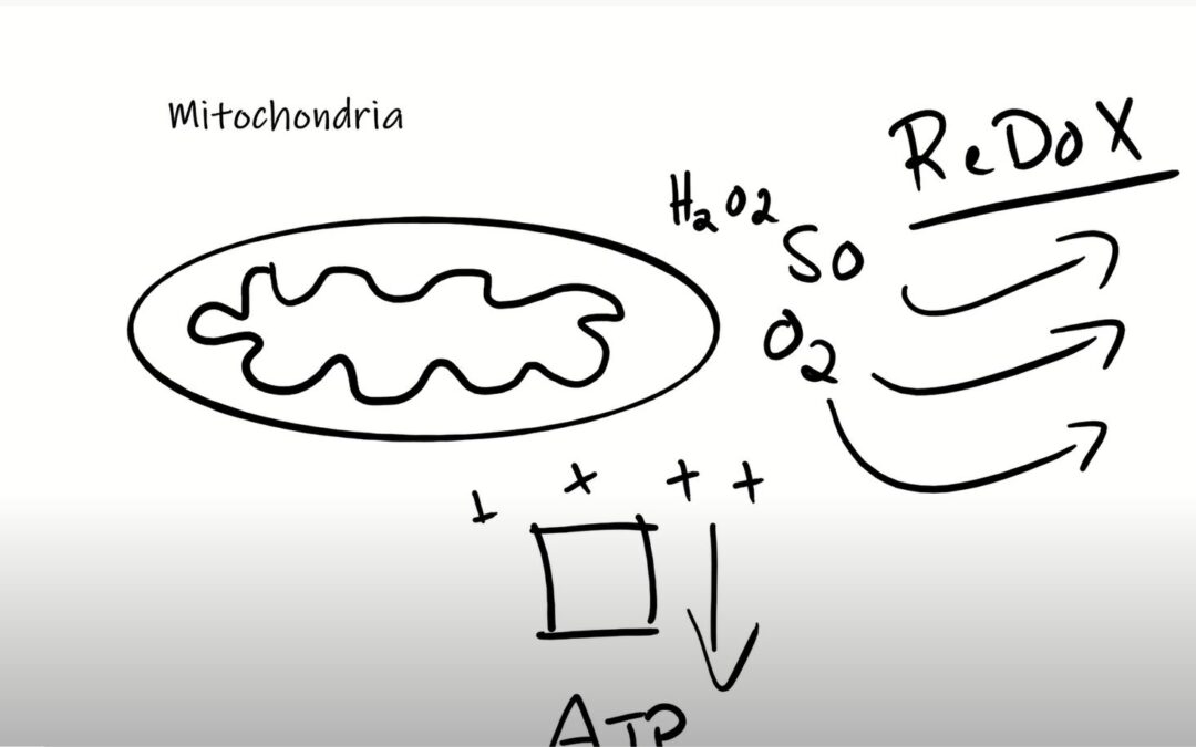 Cells and ROS: What happens at the molecular level is important!