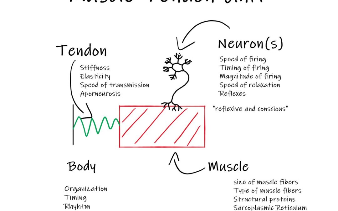 Muscle Tendon Unit and Performance